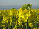 SX18009 Field of yellow Rape (Brassica napus).jpg